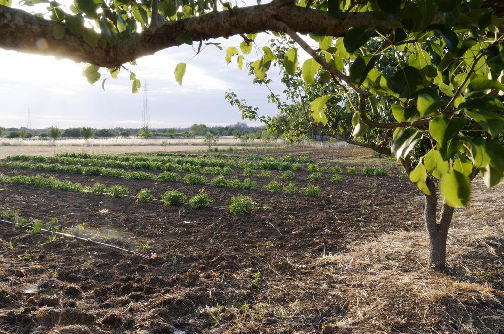Agrimat Salento Alezio Exterior photo